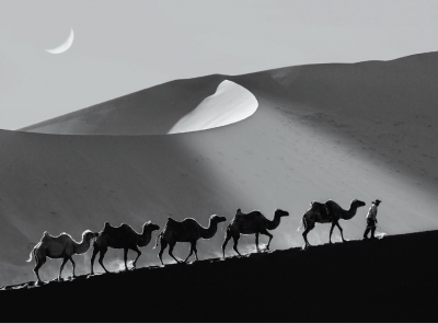 중국 바단지린 사막을 건너는 낙타들