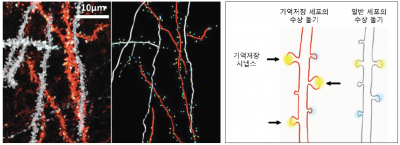 “뇌에서 ‘기억이 저장되는 곳’ 세계서 처음으로 확인했습니다”