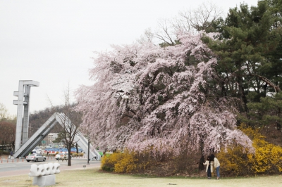 숫자로 보는 서울대학교 <25>  주요 꽃나무 종류 18
