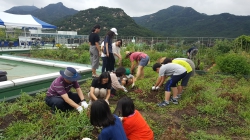 홍수 막고 더위 식히고 작물도 키우고 일석삼조 서울대 옥상 빗물 텃밭