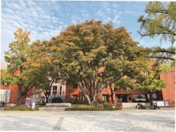 동숭동 마로니에, 기억하시나요